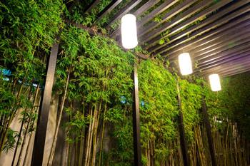 Outdoor landscape lighting featuring bamboo and pergola in Coral Gables, Florida